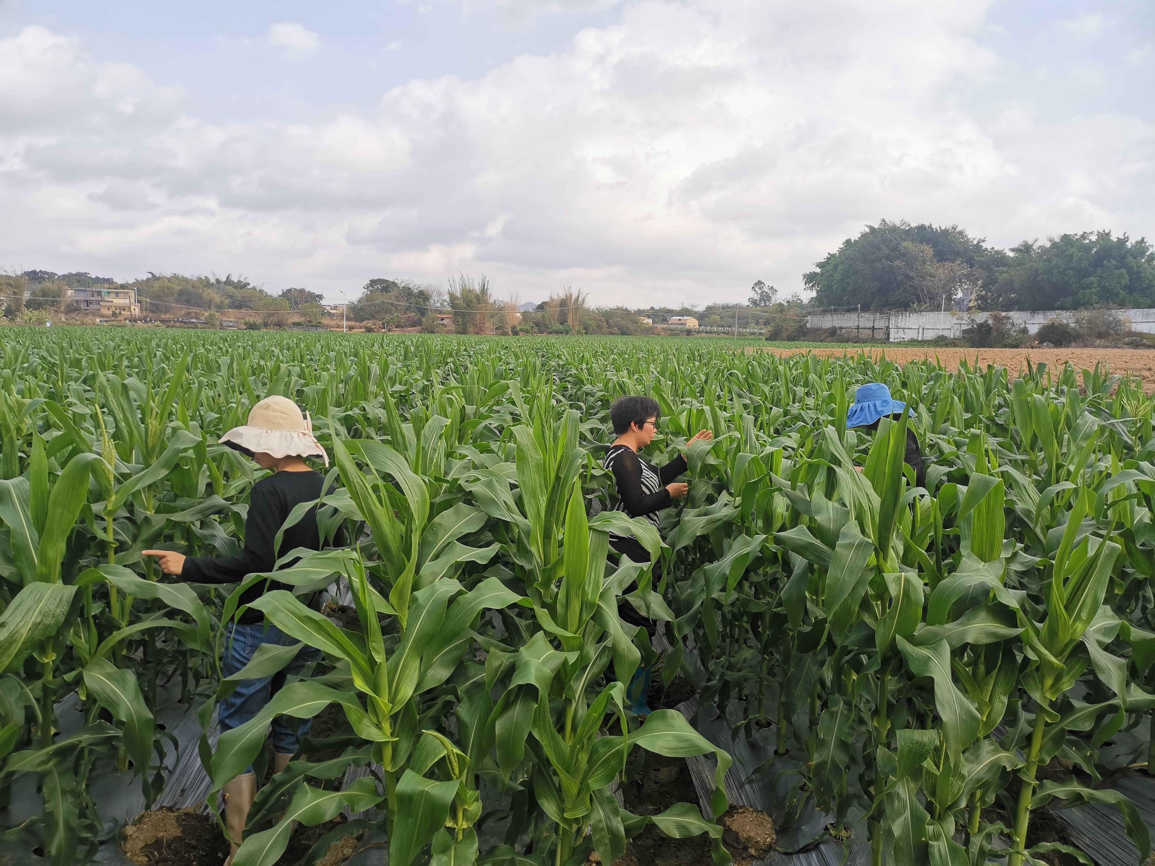 惠城农技助力,让越冬病虫无处遁形_种植_农作物_防控
