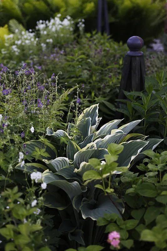 它是很难"养死"的耐阴植物,单靠叶色就能俘获人心!_玉簪_品种_叶片