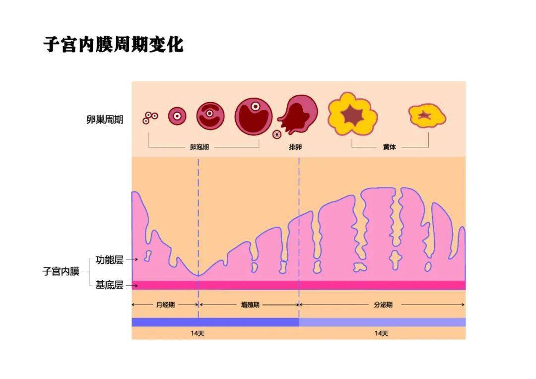 新陈代谢周期图片