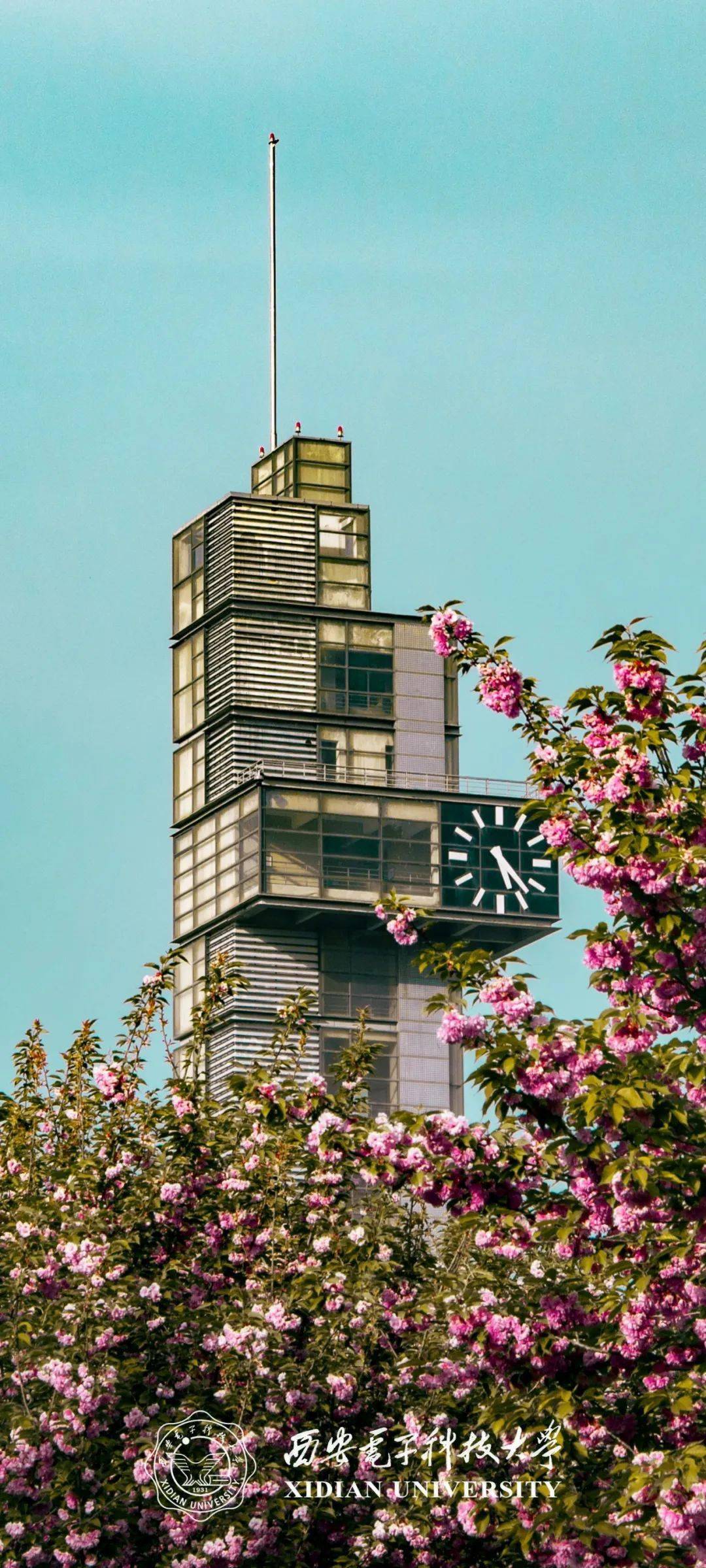 西电春日限定壁纸大放送,给手机换新装吧~_王冠玉_赵淼桐_排版