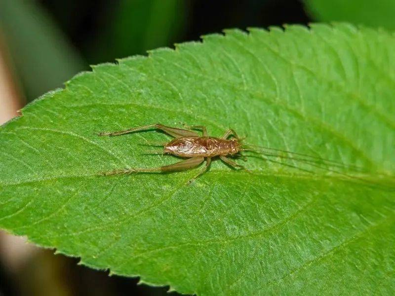 鸣叫_发声_种类