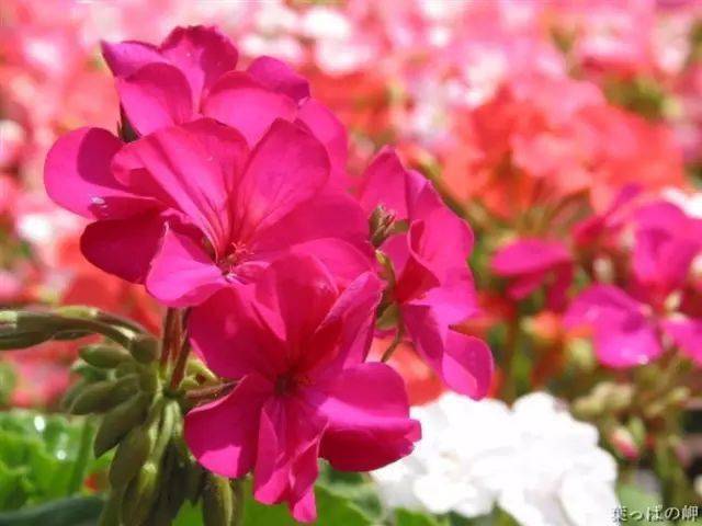 文心兰月季景天月季花杜鹃花桃花桂花梅花樱花水仙沙漠玫瑰海棠花