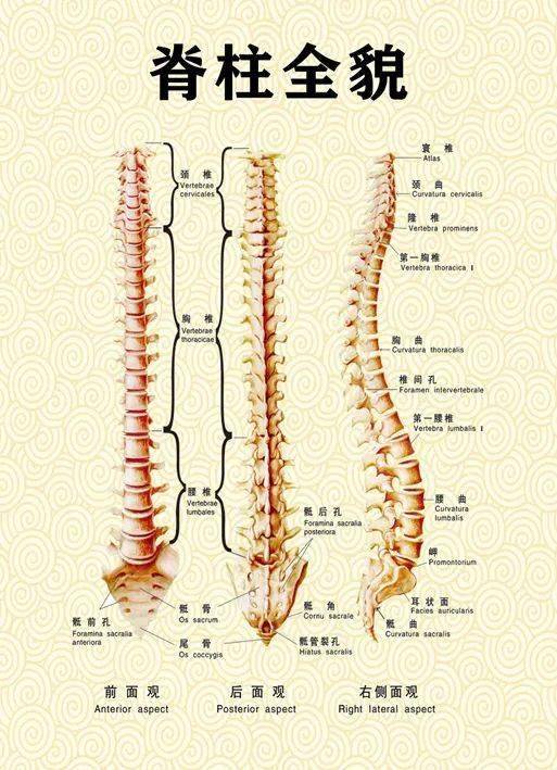 浅谈人体脊柱的重要性_椎间盘_作用_健身