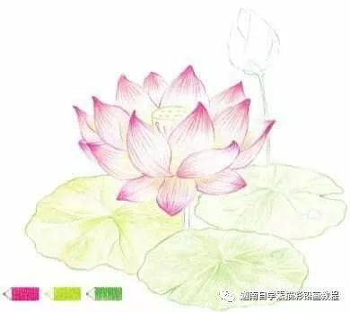 彩铅画荷花