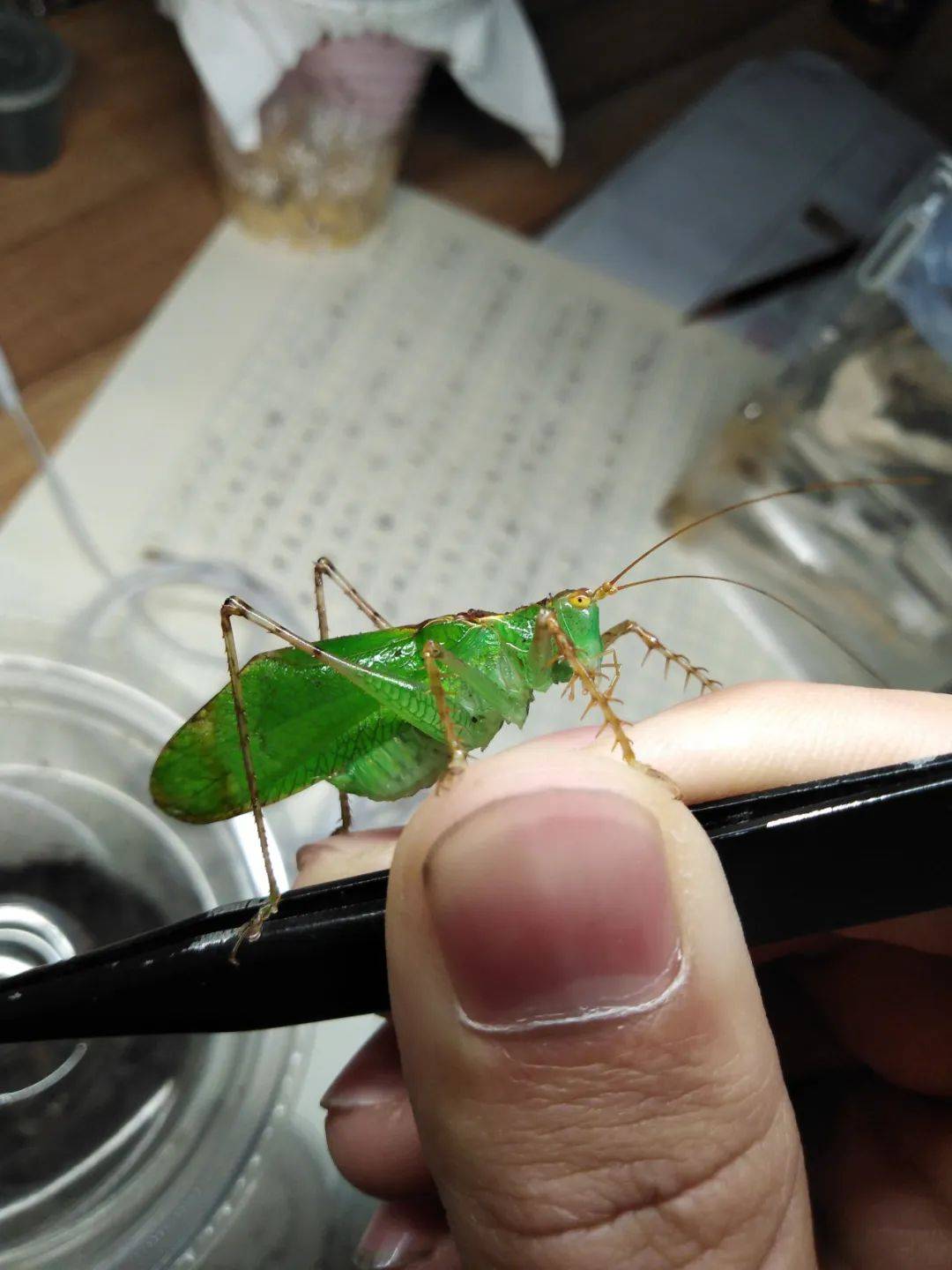 老师和他的似织螽生存不易,光是有"好嗓音"这一特技,并不足以让各类