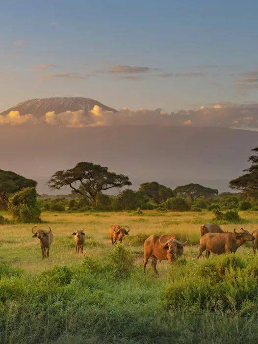 一次非洲,终生无憾!来一场多姿多彩又震撼的旅行_沙漠_动物_南非