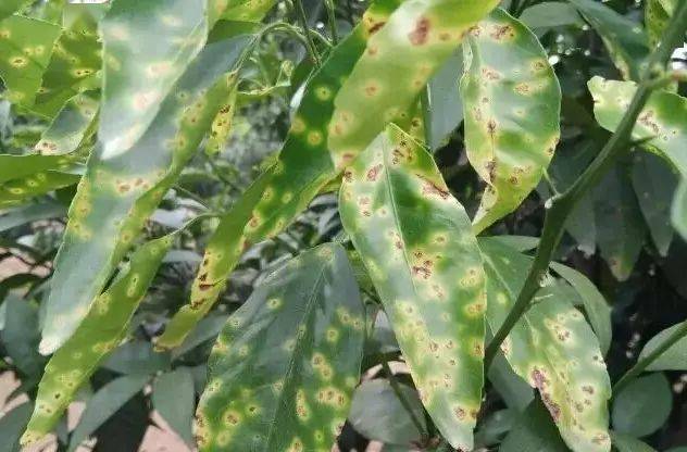 【果技精选】柑橘开春后管理,这样做对可以节约成本,提高效率_进行