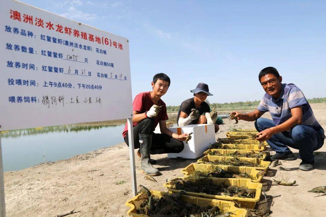 在沙漠裡養龍蝦,真成了!_養殖_澳洲_麥蓋提縣