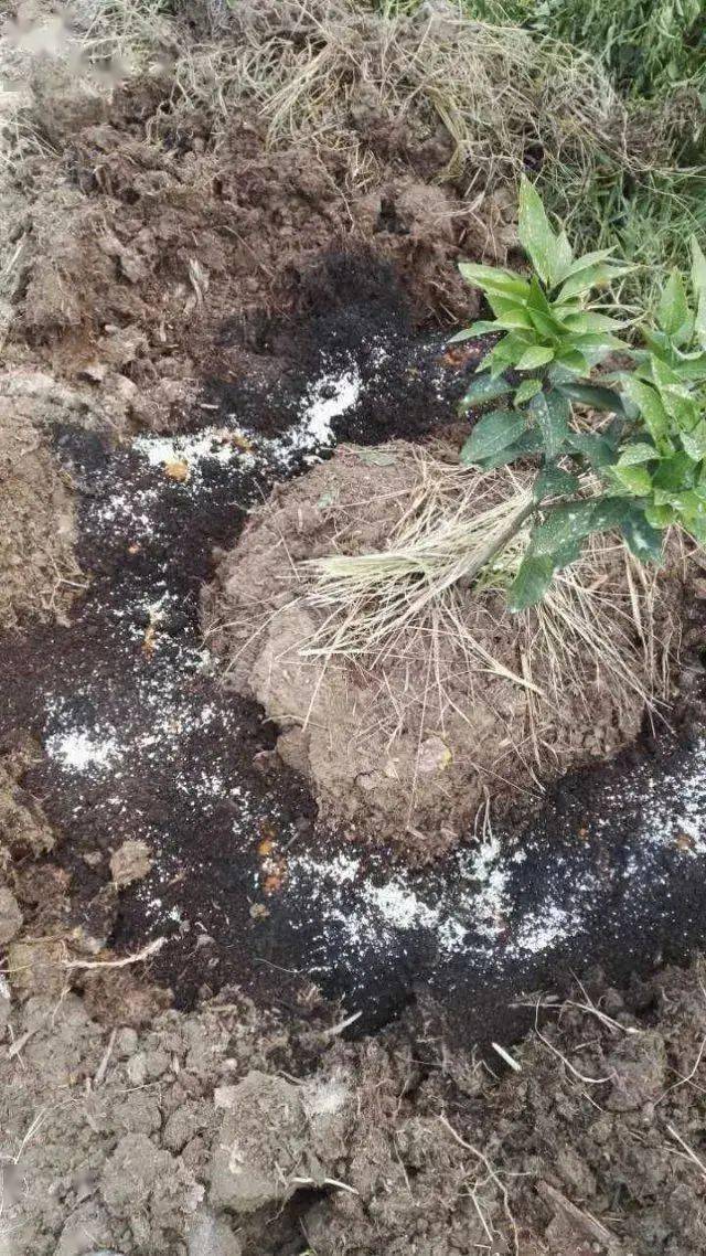 【果技精选】柑橘开春后管理,这样做对可以节约成本,提高效率_进行