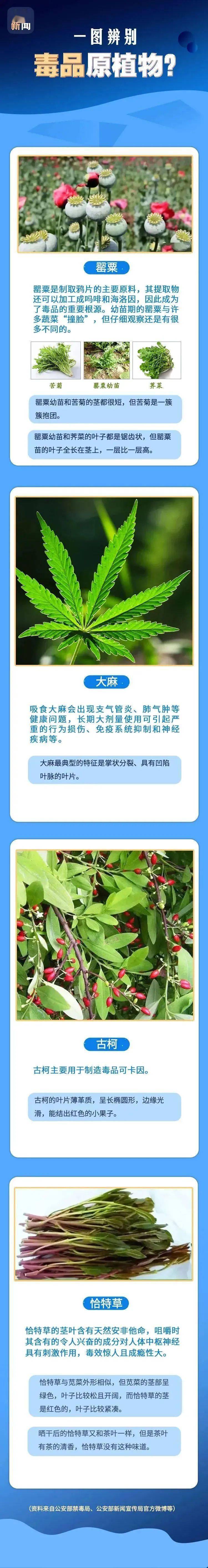 "这是罂粟?以为是茼蒿呢!"民警:别狡辩!_种植_植物_毒品
