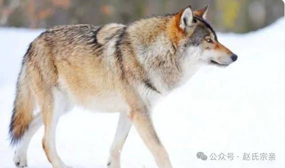 俗语:"男怕孤,女怕寡;狼怕托,狗怕摸"啥意思?有道理吗_攻击_影响_时间