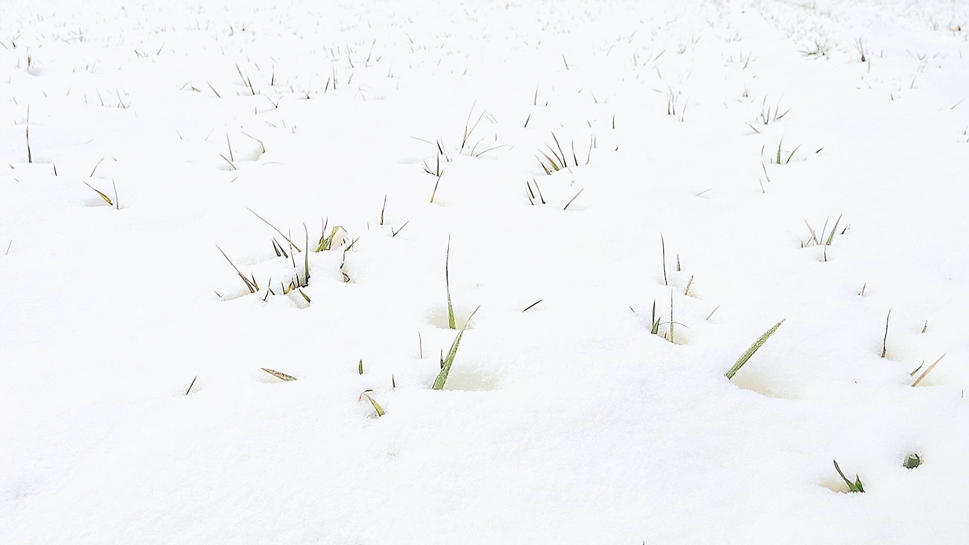 雪下麦苗图片图片