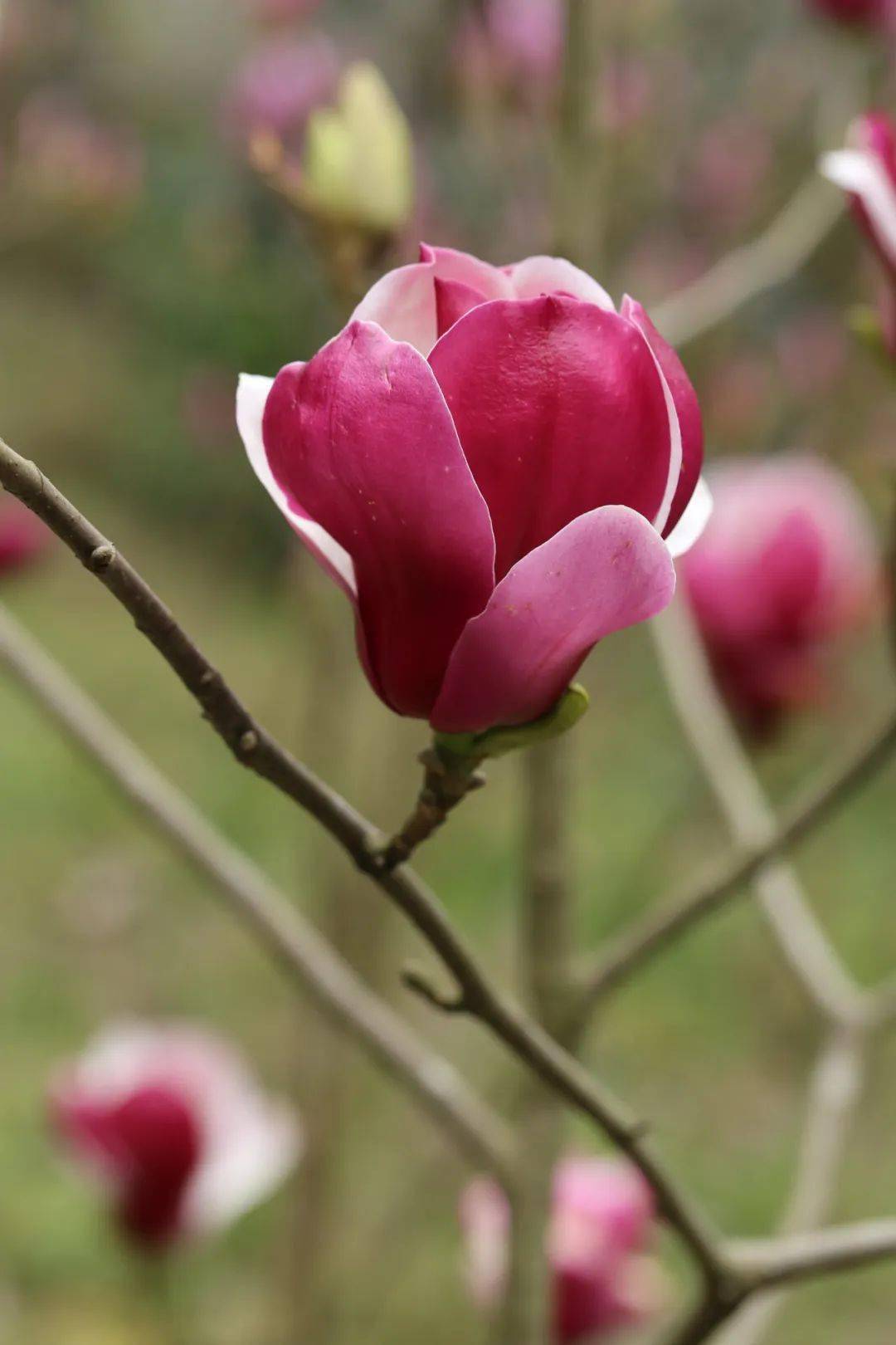 二乔玉兰品种pickards ruby二乔玉兰品种红运玉兰飞黄玉兰yulania