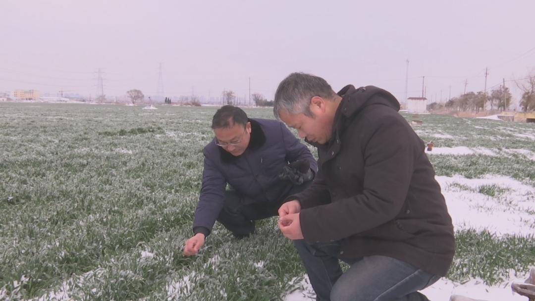 农技人员深入田间 为小麦生长保驾护航_埇桥区_冻雨_天气