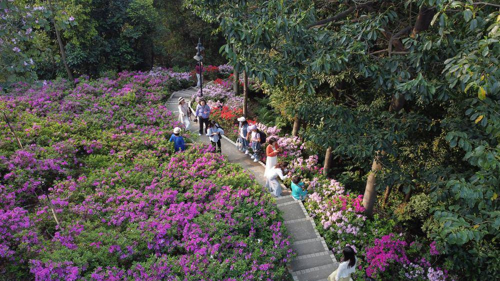 在最美花路邂逅春天,广州白云山麓湖景区杜鹃盛放_鸿鹄_主题_美景