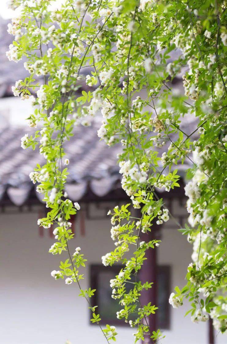 这世间,许多事物皆如过眼云烟,财富,名利,地位皆是昙花一现.