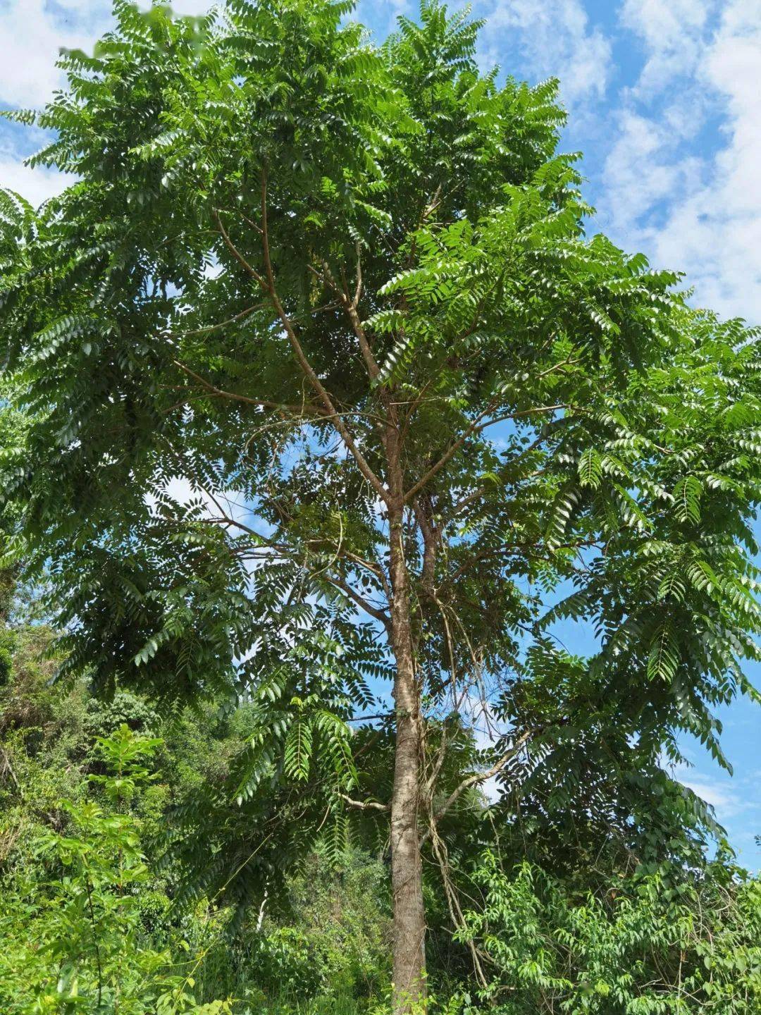 植物篇 红椿 云南西双版纳国家级自然保护区动植物科普