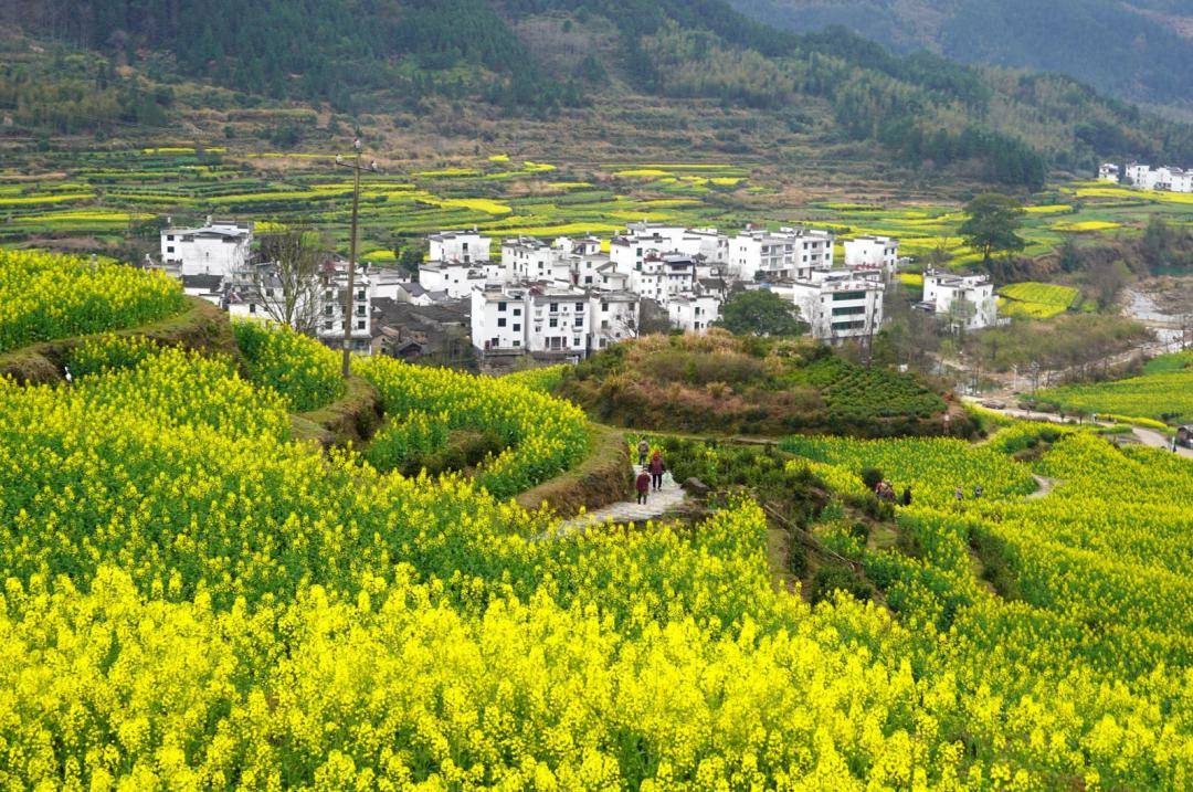 小金豆们丨收到一封来自婺源江岭的邀请函(内附油菜花实情播报)_图片