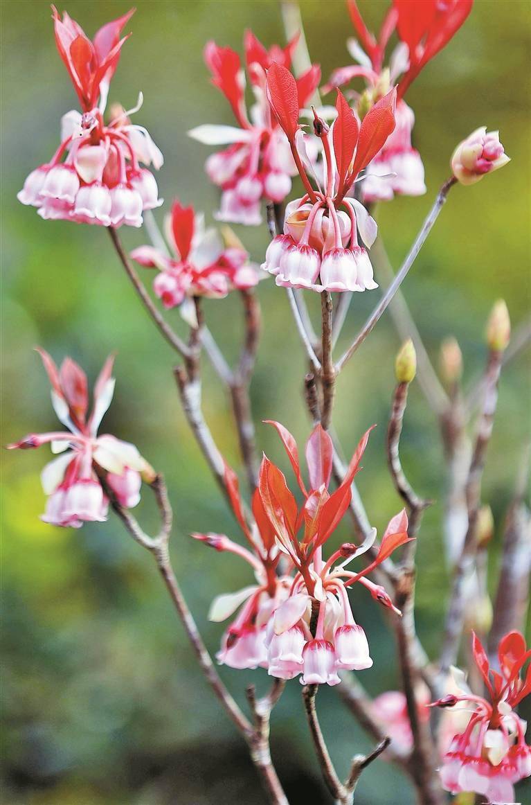 吊钟花怒放梧桐山 预计花期可持续到本月底_金钟花_花儿_花海
