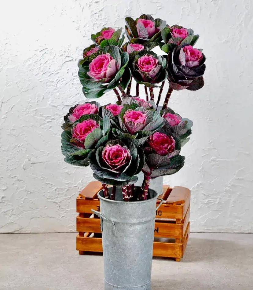 在一些大城市,花店也把羽衣甘蓝当成鲜切花销售了,非常抢手哦.