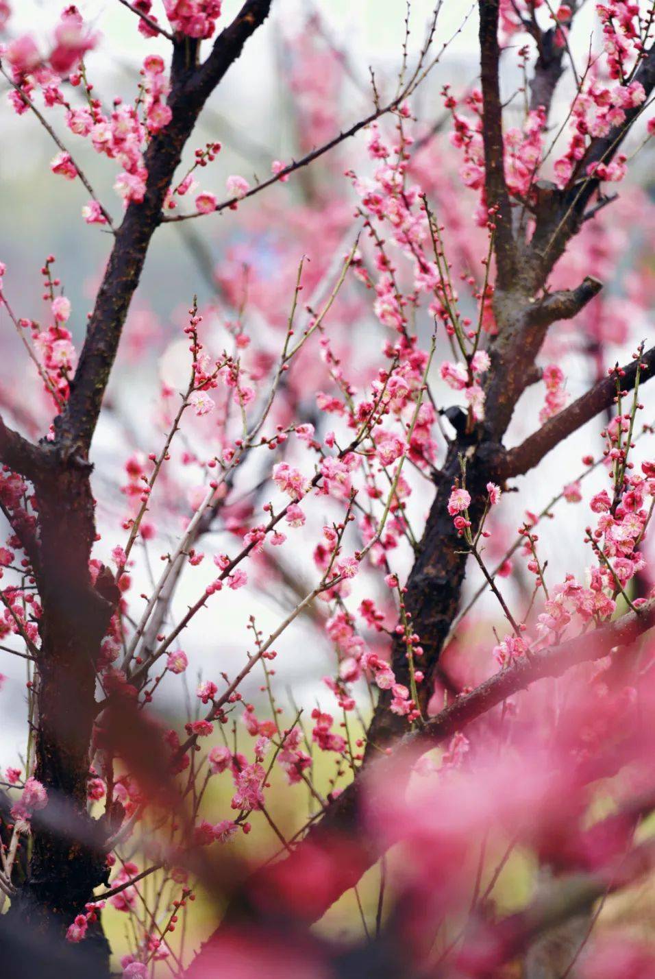 梅花开