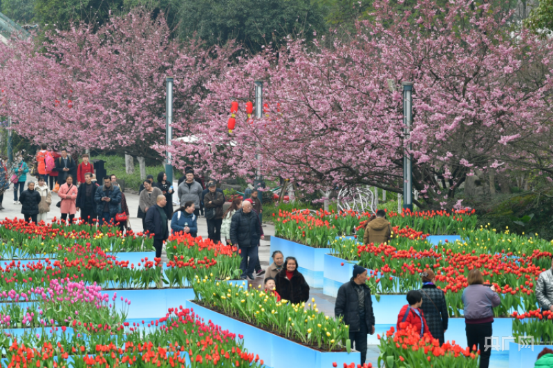 一路繁花|重庆发布"公园里的春天"赏花指南_市民_城市_植物