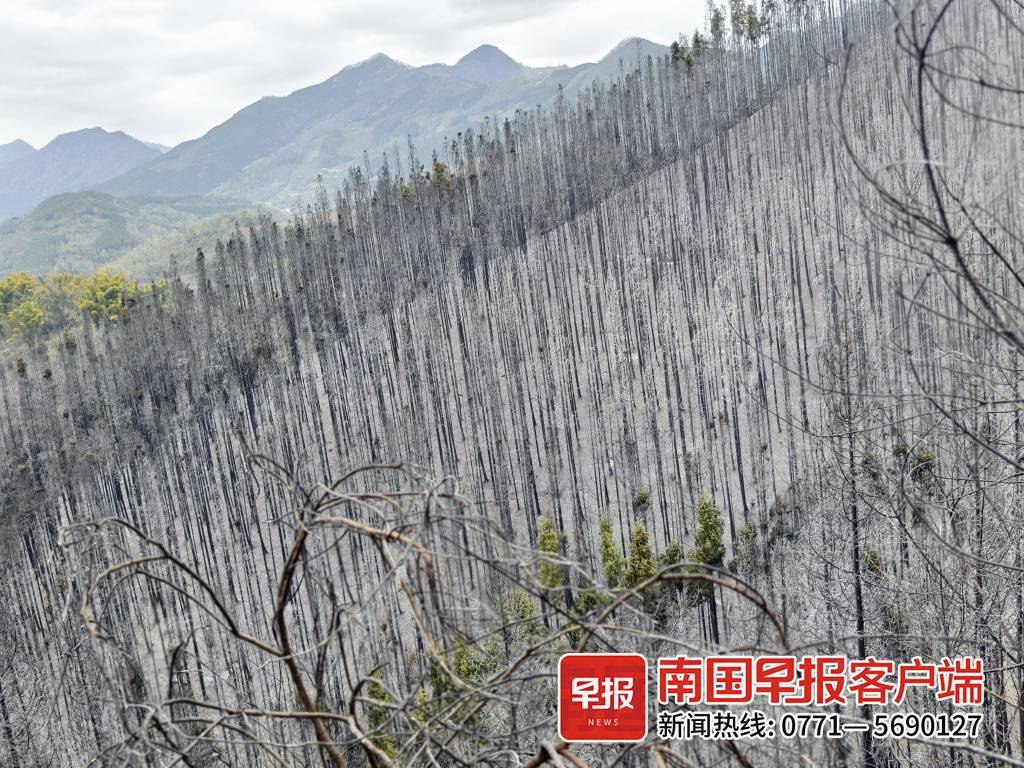 河池大化火灾图片