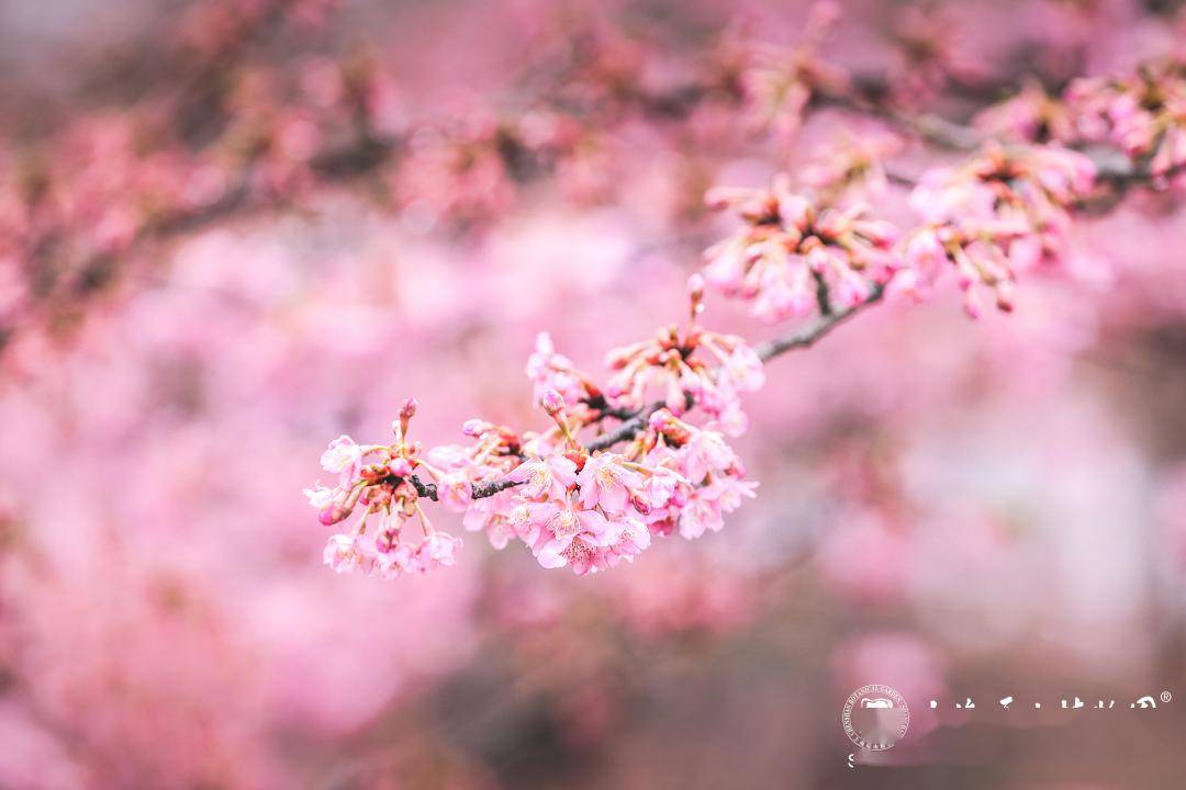 河津樱下周将迎来最佳观赏期_高速公路_速度_年份