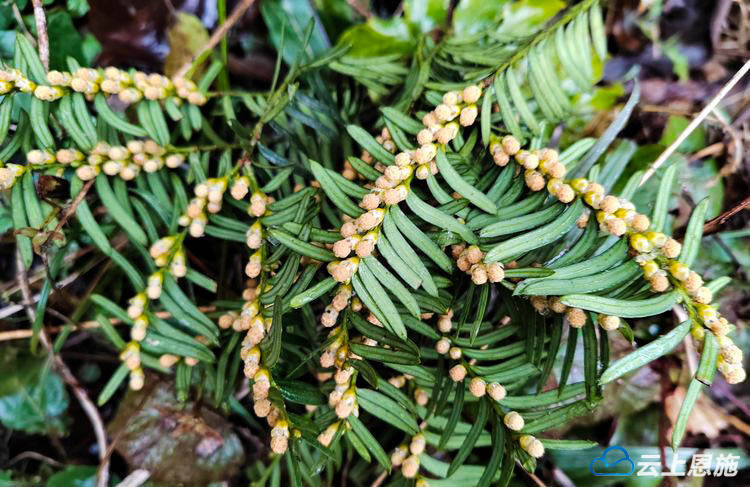 咸丰:开展国家重点保护植物红豆杉野生种群原生境保护与修复项目考察