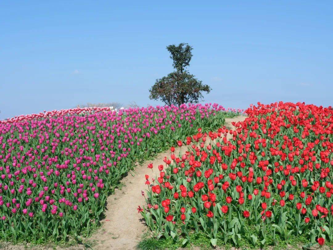 是你喜欢的郁金香花海_景区_双流_成都