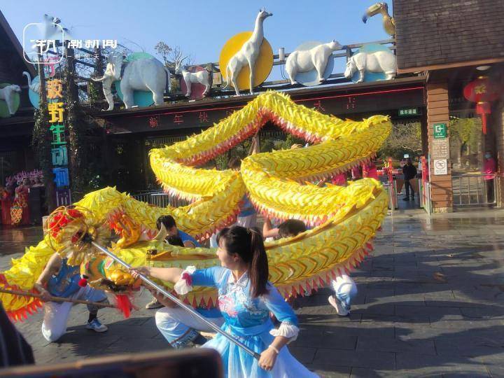 潮声丨寻龙探春:浙江非遗龙舞如何承载新年愿景_缙云_奉化_布龙