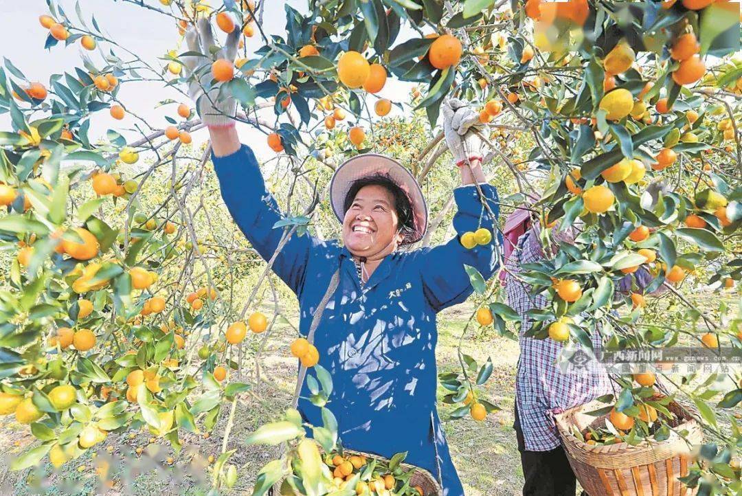 火出圈,中国"果盘子"里的广西故事_砂糖_种植_水果