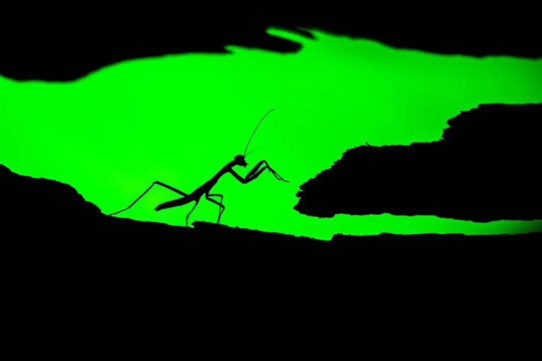 野生动物出没_摄影_白沙湖_生物