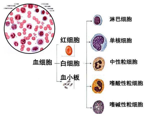 白细胞基本结构图图片