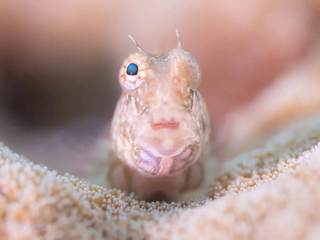 野生动物出没_摄影_白沙湖_生物