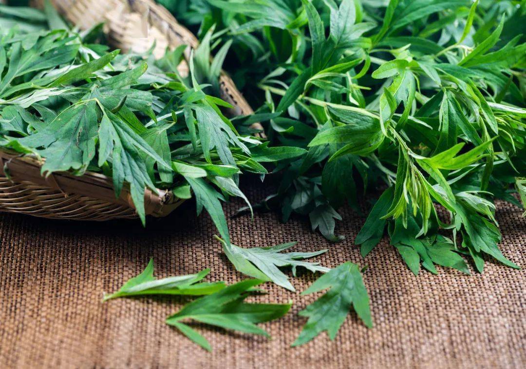 艾叶有什么功效?1.