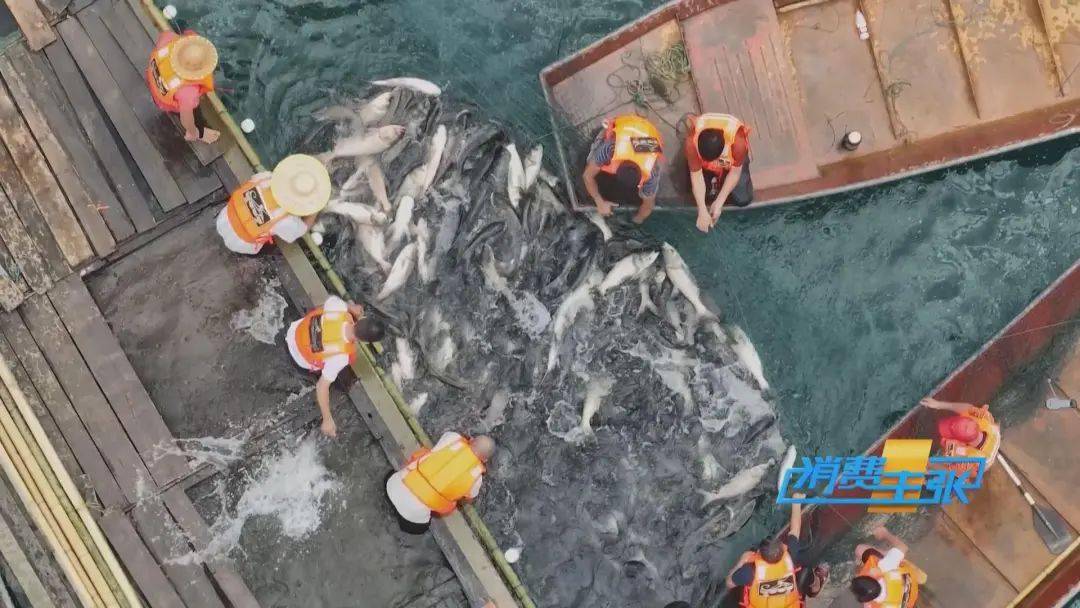 万绿湖最出名的一道美味,非米汤桂花鱼莫属.