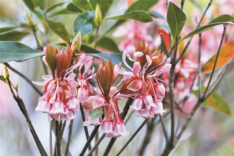 吊钟花怒放梧桐山_金钟花_花儿_花海