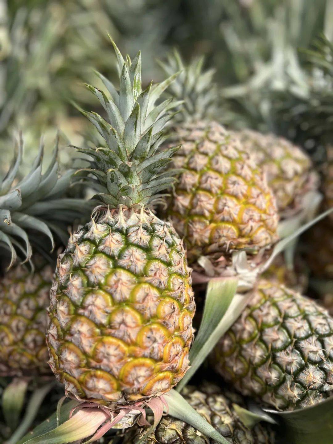 比吃菠萝方便10倍!_凤梨_果肉_海南