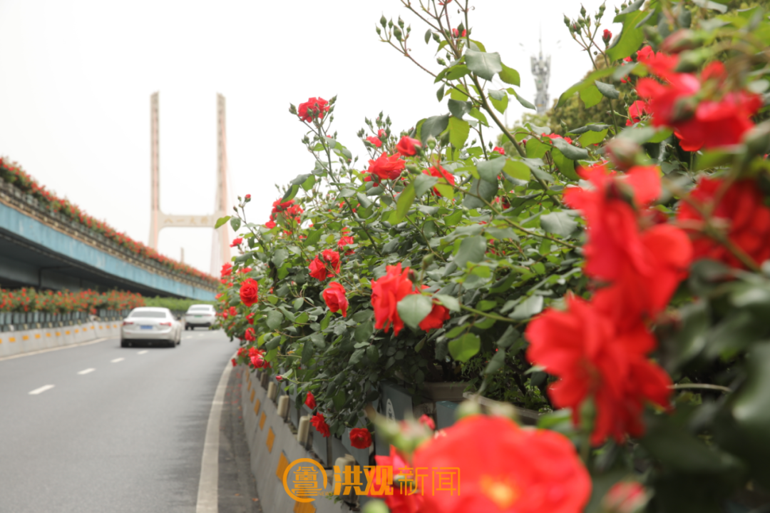 南昌这座生态园林城市中最亮丽的一道风景一到四月红谷滩区滨江月季