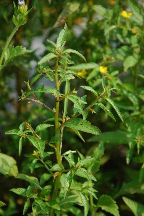 徐晔_中国科学院_龙尾