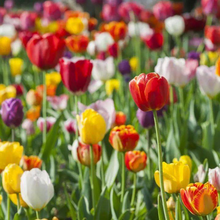 春季独有的视觉盛宴,令人心动的春天在荷兰!_郁金香_德国_旅游