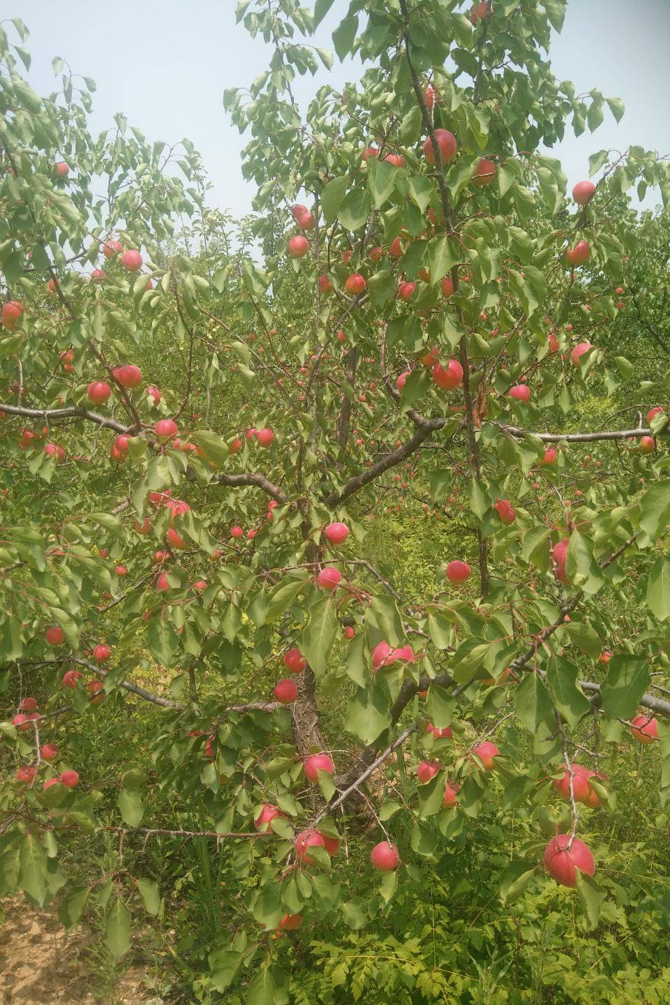 聚焦京津冀协同发展丨乡土人才助力京津冀乡村振兴_周顺海_果树_庄堡