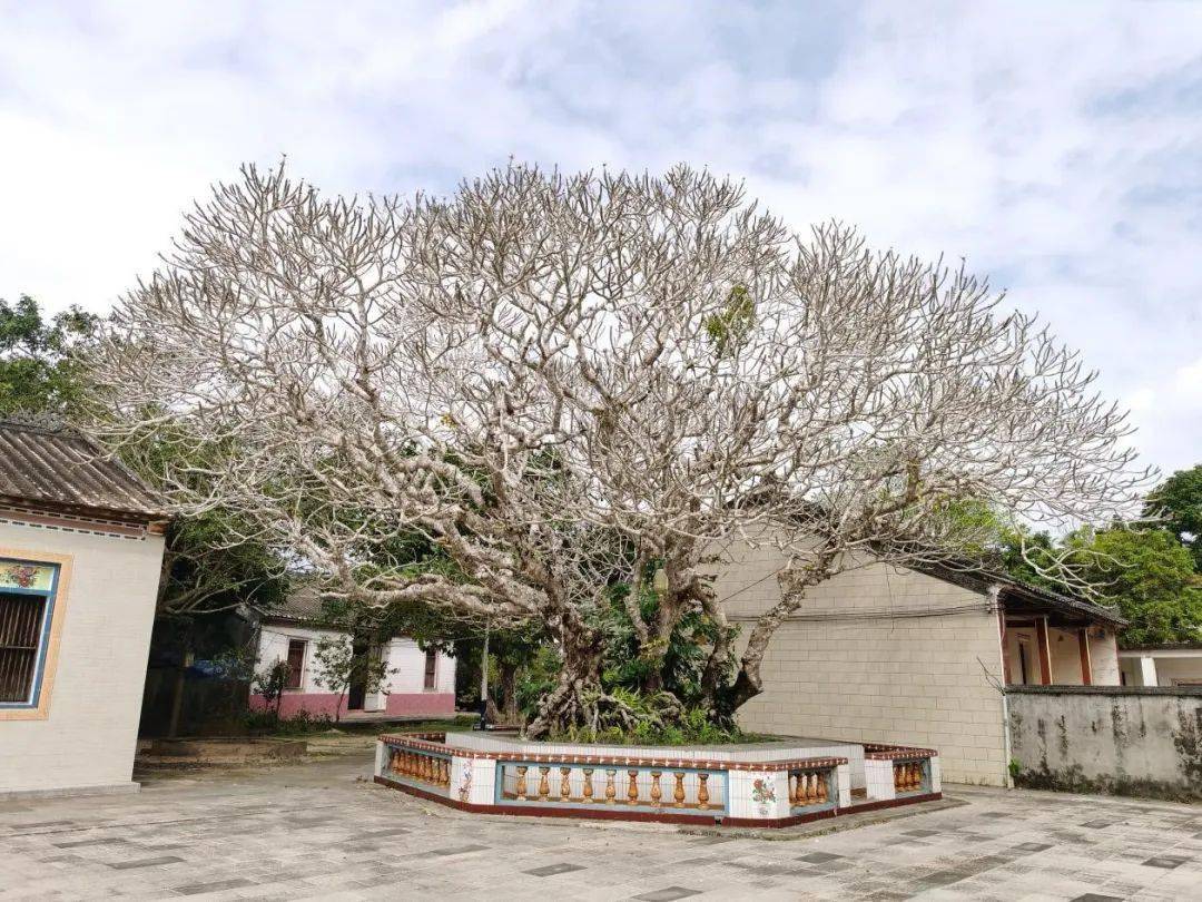 "文昌十大树王"是它们→_海南省_东路镇_胸围