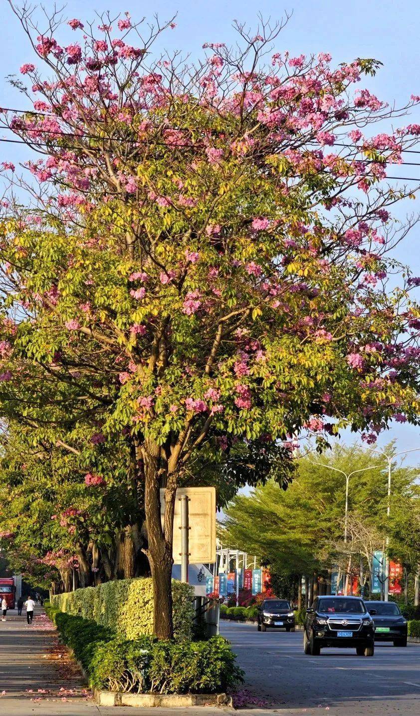 九龙大道上的紫花风铃木开了