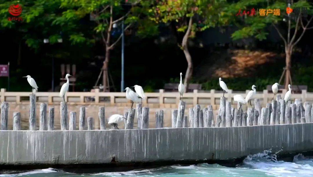 厦门日报全媒体记者跟随筼筜湖水质管理员,"市民湖长",工程建设者