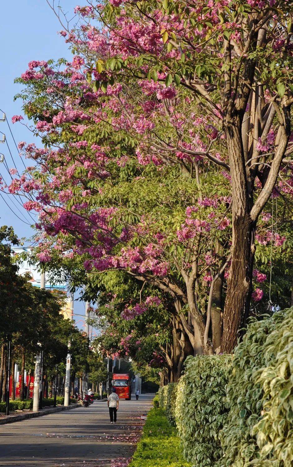九龙大道上的紫花风铃木开了