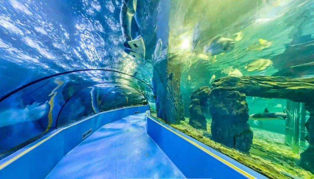 台州海洋世界是全世界仅有的两个从上往下参观的水族馆之一.