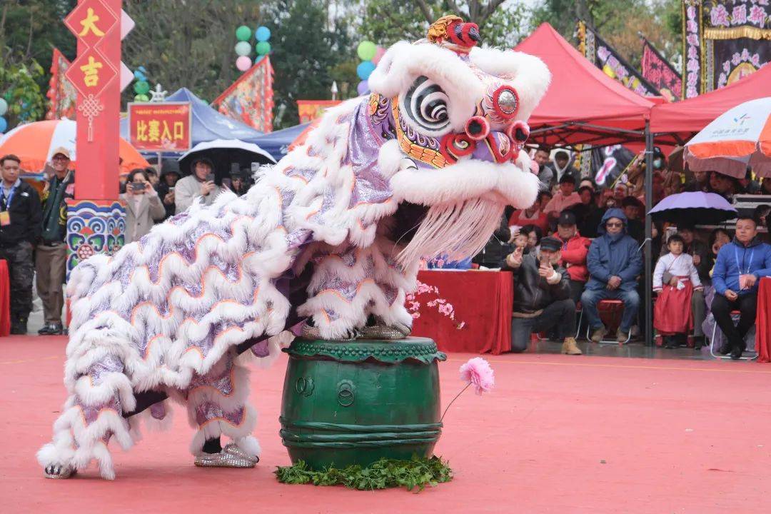 视频 多图直击肇庆狮王争霸