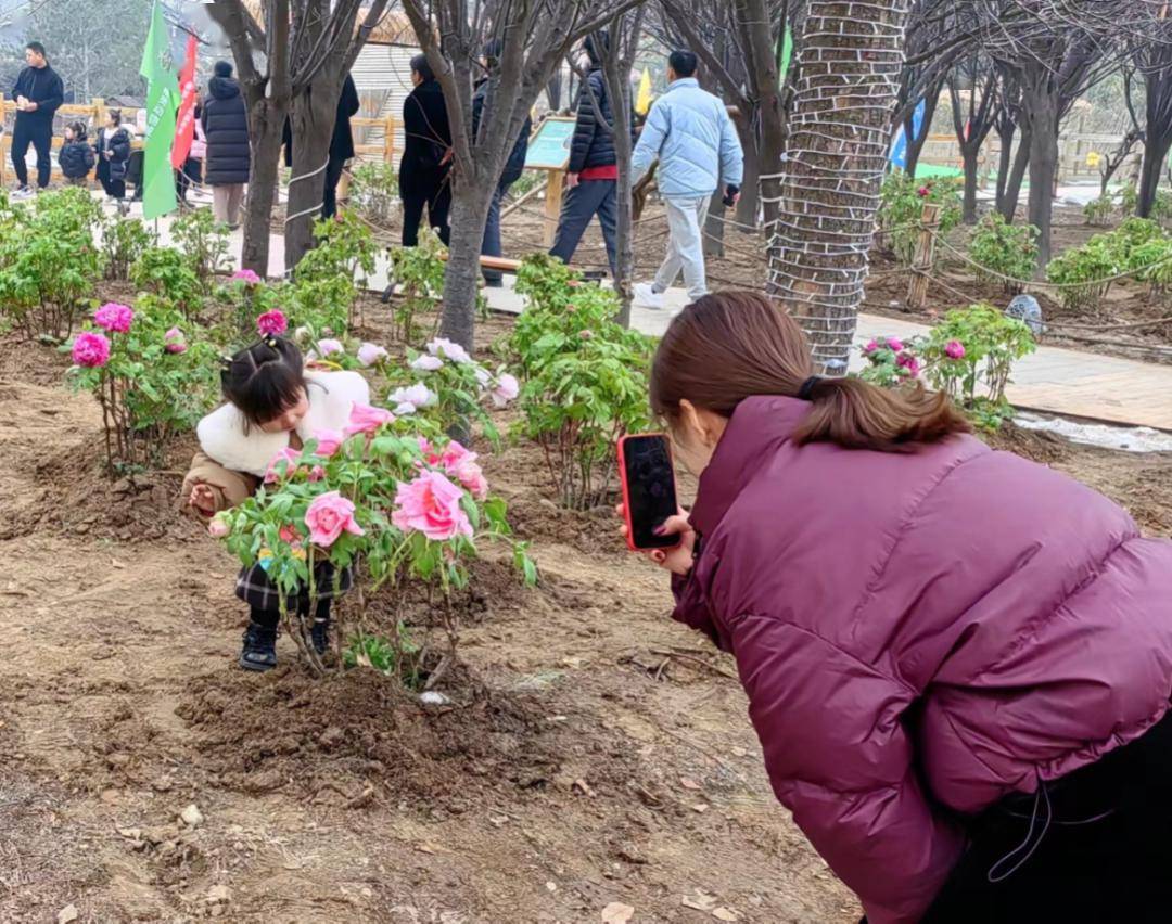 2024菏泽首届户外牡丹花展火爆"出圈"_赵建峰_游客_天气